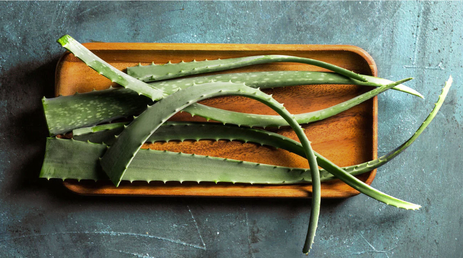 Organic Aloe Vera natural leaves