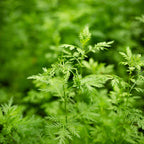 Organic Artemisia annua cut leaves, flowers & stems