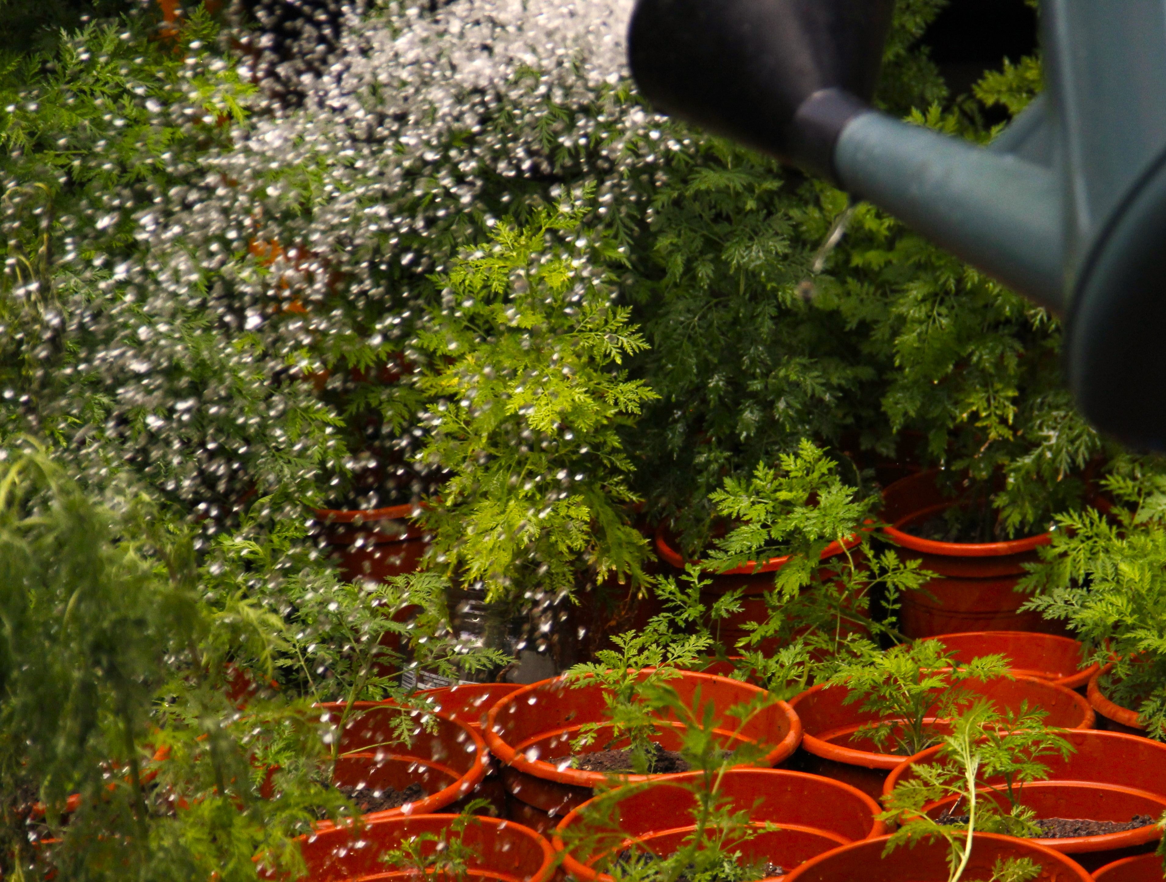 Organic Artemisia annua cut leaves, flowers & stems