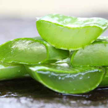 Organic Aloe Vera natural leaves