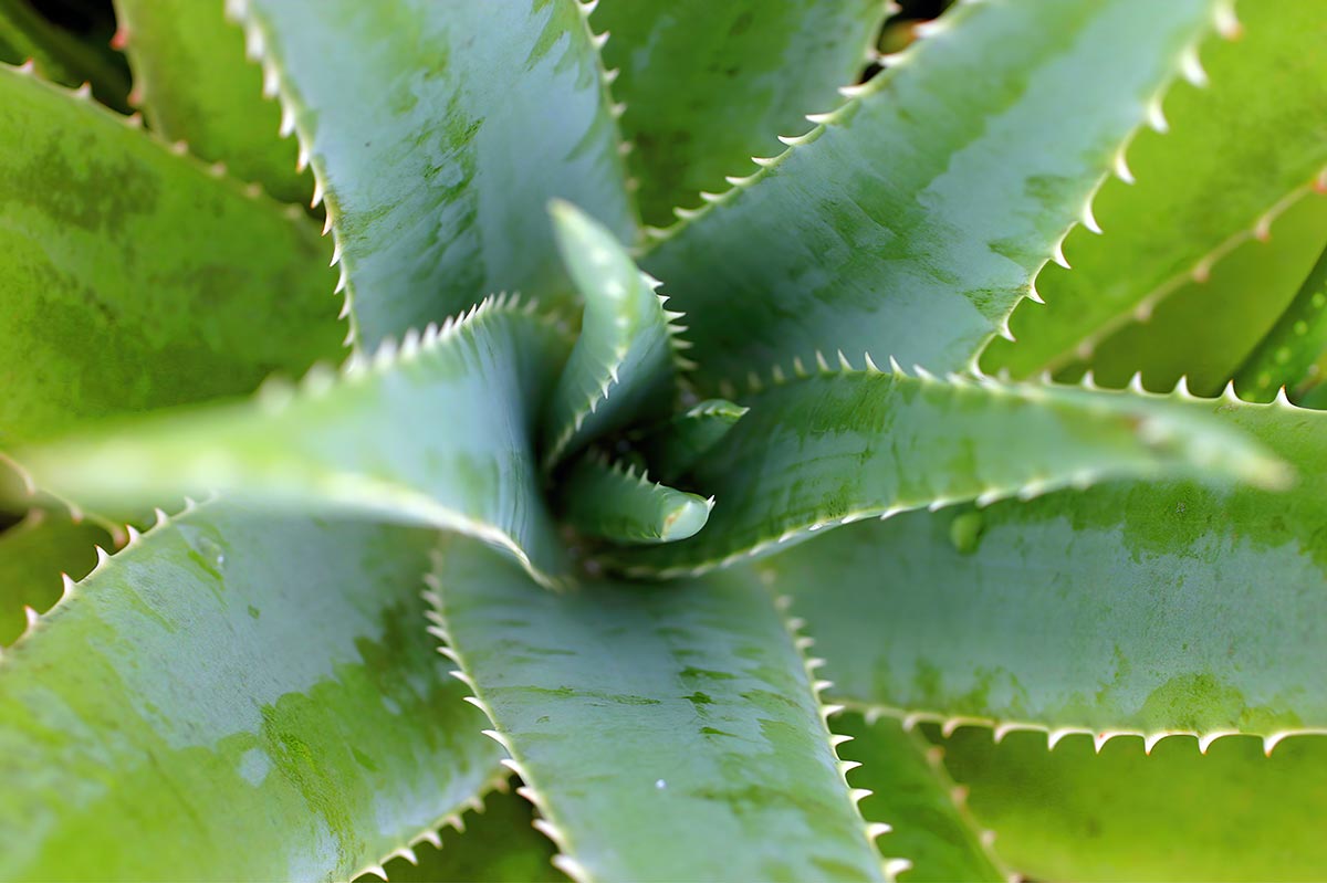 Organic Aloe Vera natural leaves