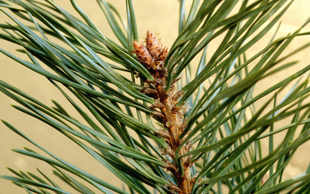 Organic Wild-Harvested Pine Pollen Powder
