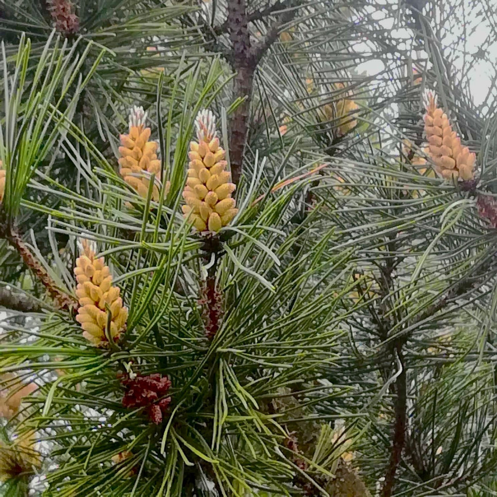 Organic Pine Pollen Tincture